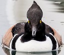 Ducks of Central Oregon