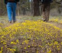 Early Spring Hikes for Wildflowers