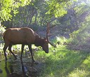 Elk Rutting Season is Here