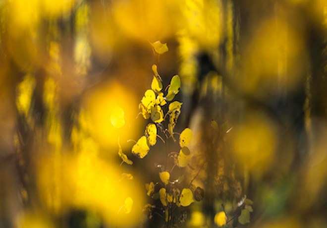 Fall Colors at Land Trust Preserves