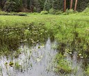 The Importance of Wetlands