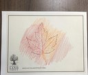 Fall Craft Idea: Leaf Rubbings!