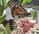 Monarch Butterflies Need Your Green Thumb