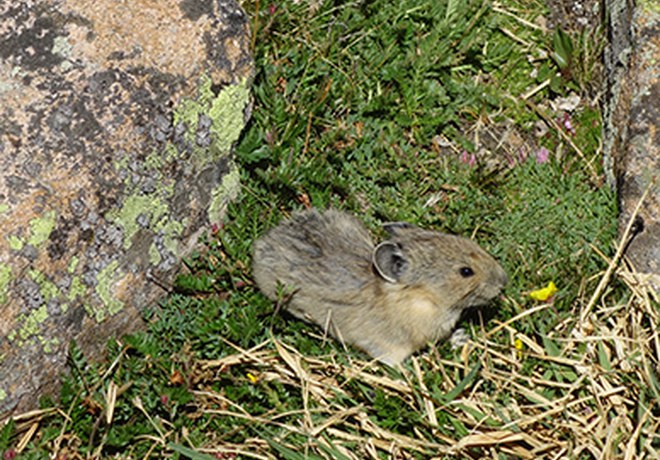 American Pikas + Caring for the Natural World