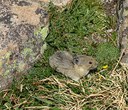 American Pikas + Caring for the Natural World