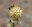 Pollinator Plants to Grow