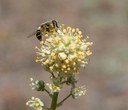 Pollinator Plants to Grow