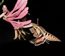 Pollinators of the Night