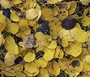 Preparing Your Yard and Garden for Winter Preparing Your Yard and Garden for Winter