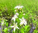 Unusual Plants Abound at Metolius River Preserve