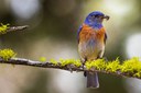 Birds of Central Oregon