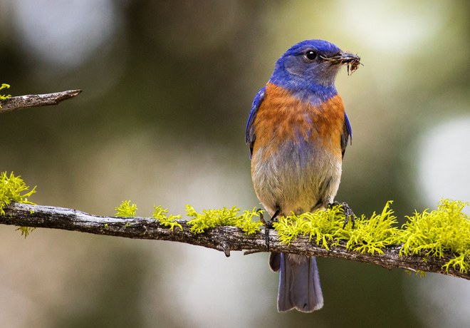 Birds of Central Oregon