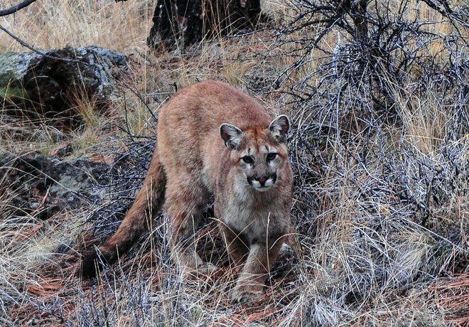 Cougars, Pumas, Mountain Lions—Oh My!