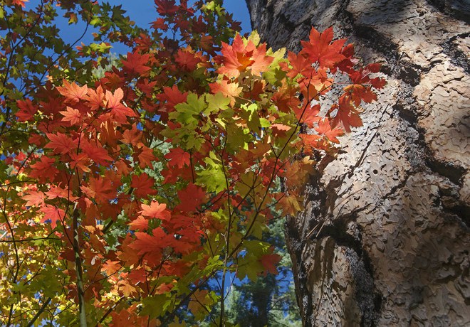 Enjoy Fall With a Hike on the Lake Creek Trail