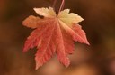 Fall Colors at Land Trust Preserves