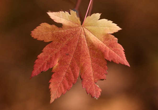 Fall Colors at Land Trust Preserves