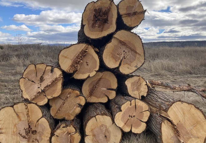 Four Things to Know about Dendroecology