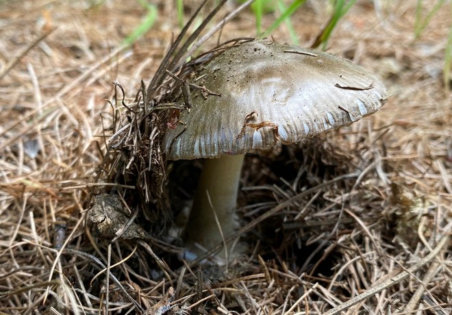 Nature Night Recap: Fungi in the Forest