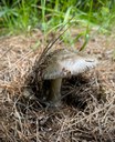 Nature Night Recap: Fungi in the Forest