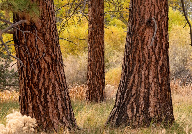 Nature Night Recap: A History of Trees