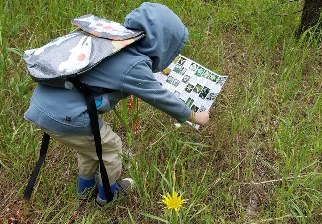 Spring Wildflower Activities for Kids