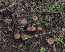 The Magic of Mycorrhizae The Magic of Mycorrhizae