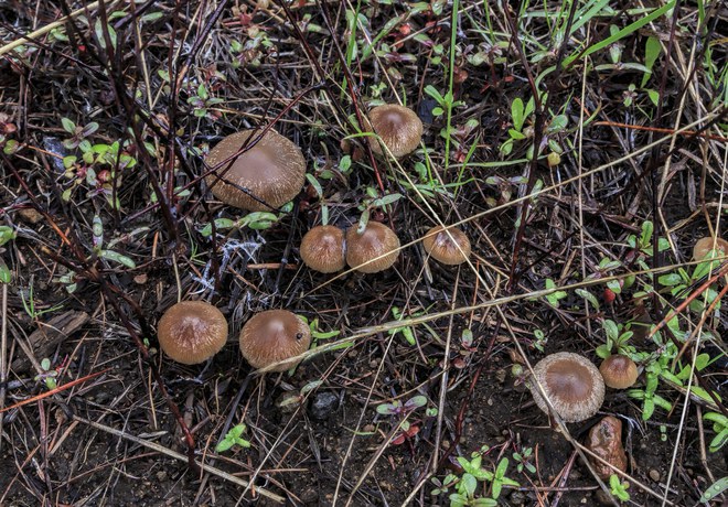 The Magic of Mycorrhizae