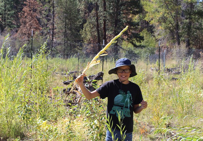 Nature Identification with Kids: Invasive Plants