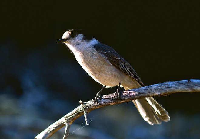 Nature Identification with Kids