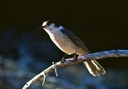 Nature Identification with Kids