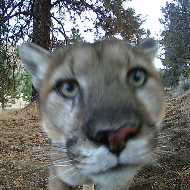 Spring Wildlife Wanderings