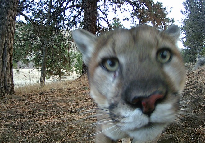 Spring Wildlife Wanderings