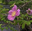 Summer Wildflowers in Central Oregon