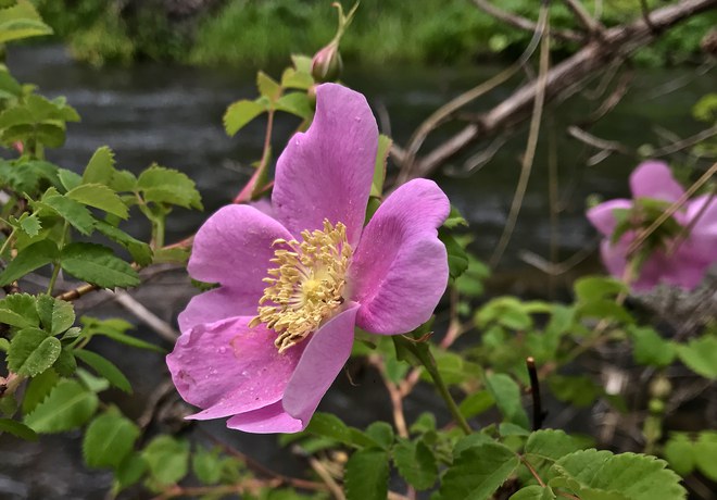 Summer Wildflowers in Central Oregon