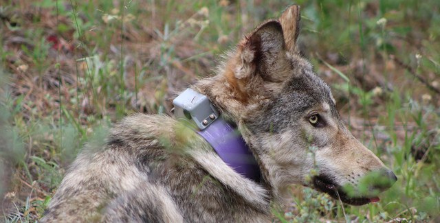 Nature Night Recap: Wild Horses, Wolves, and Other Wildlife Nature Night Recap: Wild Horses, Wolves, and Other Wildlife