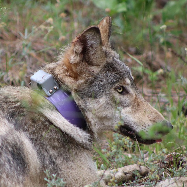 Nature Night Recap: Wild Horses, Wolves, and Other Wildlife