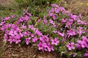 April Wildflowers in Central Oregon