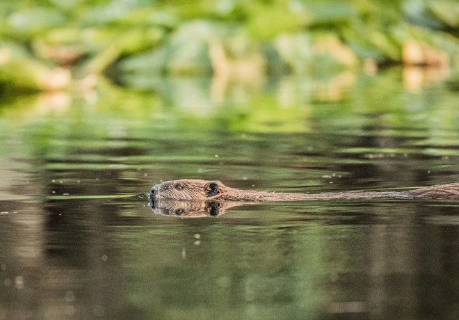 Busy Beavers Are at it Again