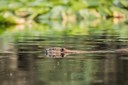 Busy Beavers Are at it Again