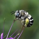 Buzzing about Bees