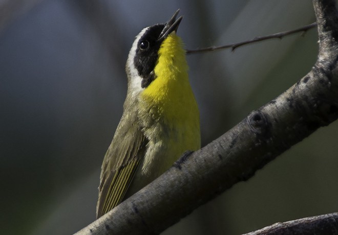 Get Excited for Spring Bird Migrations!