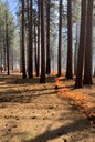 Prescribed Burn Training Attended by Land Trust Staff