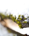 The Many Colors of Snow