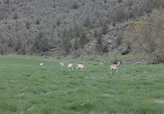Early 2024 Wildlife Wanderings