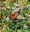 Butterfly Declines Are an Urgent Call for Help