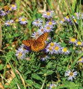Butterfly Declines Are an Urgent Call for Help