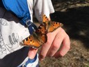 What are all of these orange butterflies?