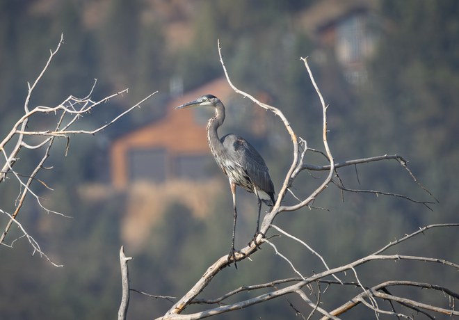 Fall Wildlife Wanderings