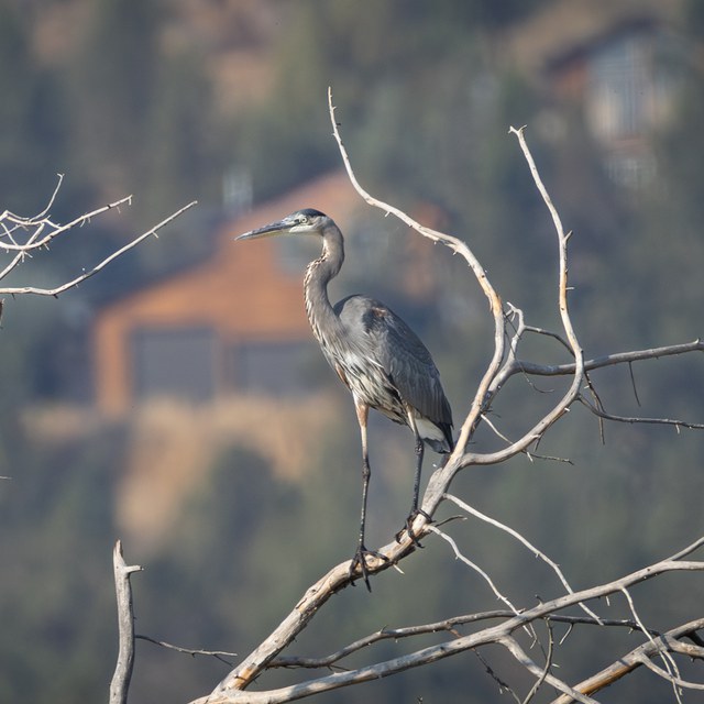 Fall Wildlife Wanderings Fall Wildlife Wanderings