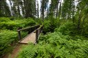 Green Spaces Are Cool!
